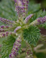 Fotografia da espécie Urtica membranaceae