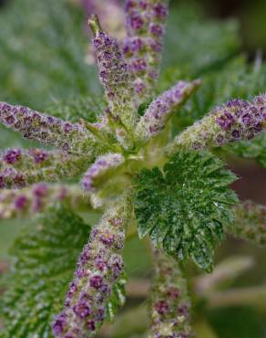 Fotografia 1 da espécie Urtica membranaceae no Jardim Botânico UTAD