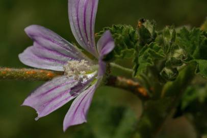 Fotografia da espécie Lavatera cretica