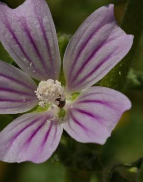 Fotografia 12 da espécie Lavatera cretica no Jardim Botânico UTAD