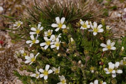 Fotografia da espécie Arenaria grandiflora subesp. incrassata