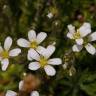 Fotografia 5 da espécie Arenaria grandiflora subesp. incrassata do Jardim Botânico UTAD