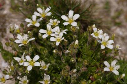 Fotografia da espécie Arenaria grandiflora subesp. incrassata