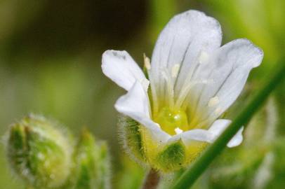 Fotografia da espécie Arenaria grandiflora subesp. incrassata