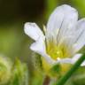 Fotografia 7 da espécie Arenaria grandiflora subesp. incrassata do Jardim Botânico UTAD