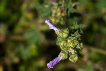 Fotografia da espécie Arenaria grandiflora subesp. incrassata