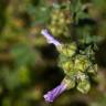 Fotografia 8 da espécie Arenaria grandiflora subesp. incrassata do Jardim Botânico UTAD