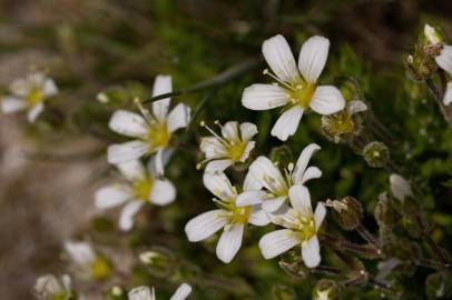 Fotografia da espécie Arenaria grandiflora subesp. incrassata