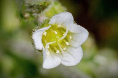 Fotografia da espécie Arenaria grandiflora subesp. incrassata
