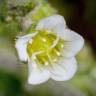 Fotografia 10 da espécie Arenaria grandiflora subesp. incrassata do Jardim Botânico UTAD