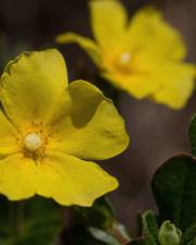 Fotografia da espécie Halimium lasianthum