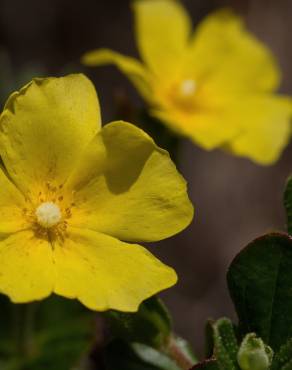 Fotografia 1 da espécie Halimium lasianthum subesp. alyssoides no Jardim Botânico UTAD