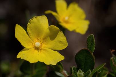 Fotografia da espécie Halimium lasianthum subesp. alyssoides