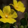 Fotografia 1 da espécie Halimium lasianthum subesp. alyssoides do Jardim Botânico UTAD