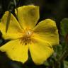 Fotografia 7 da espécie Halimium lasianthum subesp. alyssoides do Jardim Botânico UTAD