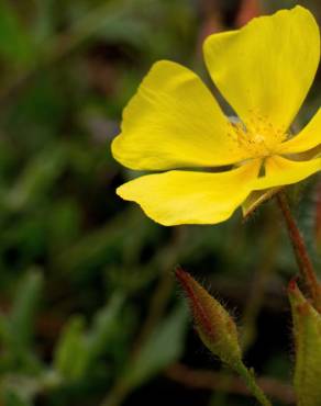 Fotografia 8 da espécie Halimium lasianthum subesp. alyssoides no Jardim Botânico UTAD