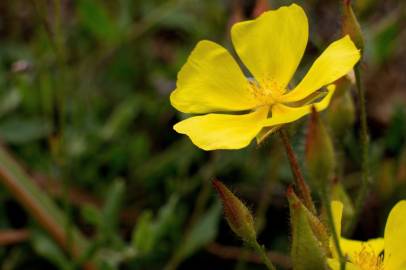 Fotografia da espécie Halimium lasianthum subesp. alyssoides