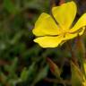 Fotografia 8 da espécie Halimium lasianthum subesp. alyssoides do Jardim Botânico UTAD