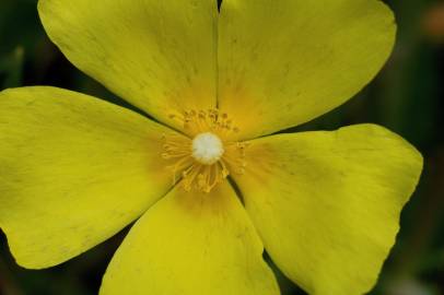 Fotografia da espécie Halimium lasianthum subesp. alyssoides