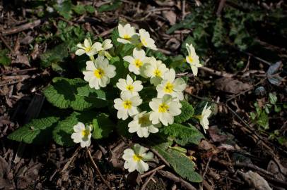 Fotografia da espécie Primula acaulis subesp. acaulis