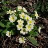 Fotografia 8 da espécie Primula acaulis subesp. acaulis do Jardim Botânico UTAD