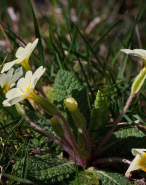 Fotografia 9 da espécie Primula acaulis subesp. acaulis no Jardim Botânico UTAD