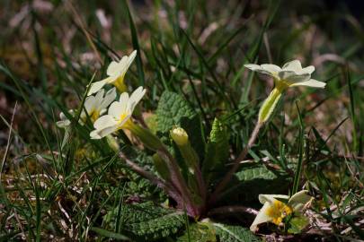 Fotografia da espécie Primula acaulis subesp. acaulis