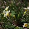 Fotografia 9 da espécie Primula acaulis subesp. acaulis do Jardim Botânico UTAD