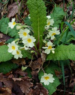 Fotografia 10 da espécie Primula acaulis subesp. acaulis no Jardim Botânico UTAD