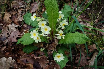 Fotografia da espécie Primula acaulis subesp. acaulis