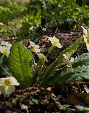 Fotografia 11 da espécie Primula acaulis subesp. acaulis no Jardim Botânico UTAD