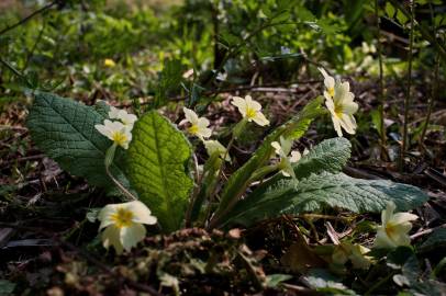 Fotografia da espécie Primula acaulis subesp. acaulis