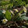 Fotografia 11 da espécie Primula acaulis subesp. acaulis do Jardim Botânico UTAD