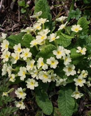 Fotografia 12 da espécie Primula acaulis subesp. acaulis no Jardim Botânico UTAD