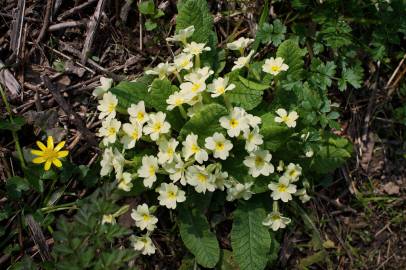 Fotografia da espécie Primula acaulis subesp. acaulis