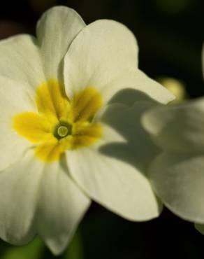 Fotografia 13 da espécie Primula acaulis subesp. acaulis no Jardim Botânico UTAD
