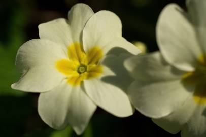 Fotografia da espécie Primula acaulis subesp. acaulis