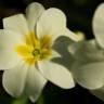 Fotografia 13 da espécie Primula acaulis subesp. acaulis do Jardim Botânico UTAD