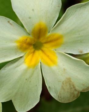Fotografia 14 da espécie Primula acaulis subesp. acaulis no Jardim Botânico UTAD