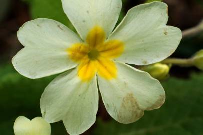 Fotografia da espécie Primula acaulis subesp. acaulis