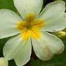 Fotografia 14 da espécie Primula acaulis subesp. acaulis do Jardim Botânico UTAD