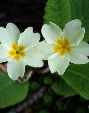 Fotografia 15 da espécie Primula acaulis subesp. acaulis no Jardim Botânico UTAD