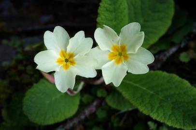 Fotografia da espécie Primula acaulis subesp. acaulis