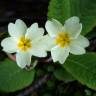 Fotografia 15 da espécie Primula acaulis subesp. acaulis do Jardim Botânico UTAD