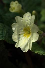 Fotografia da espécie Primula acaulis subesp. acaulis