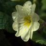 Fotografia 16 da espécie Primula acaulis subesp. acaulis do Jardim Botânico UTAD