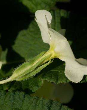 Fotografia 17 da espécie Primula acaulis subesp. acaulis no Jardim Botânico UTAD