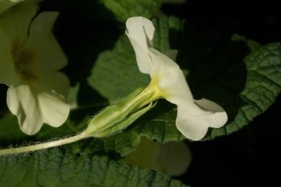 Fotografia da espécie Primula acaulis subesp. acaulis