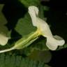 Fotografia 17 da espécie Primula acaulis subesp. acaulis do Jardim Botânico UTAD