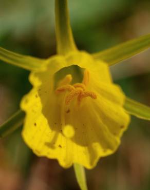Fotografia 12 da espécie Narcissus bulbocodium no Jardim Botânico UTAD